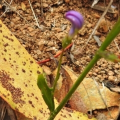 Lobelia dentata at Cotter River, ACT - 18 Feb 2021 11:16 AM