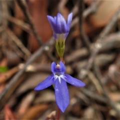 Lobelia dentata/gibbosa (Lobelia dentata or gibbosa) at Namadgi National Park - 18 Feb 2021 by JohnBundock