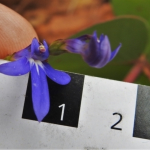 Lobelia dentata/gibbosa at Cotter River, ACT - 18 Feb 2021