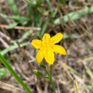 Hypoxis hygrometrica var. villosisepala at Murrumbateman, NSW - 18 Feb 2021