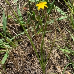 Hypoxis hygrometrica var. villosisepala at Murrumbateman, NSW - 18 Feb 2021