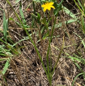 Hypoxis hygrometrica var. villosisepala at Murrumbateman, NSW - 18 Feb 2021 12:43 PM