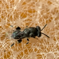 Chalcididae (family) at Murrumbateman, NSW - 18 Feb 2021 10:36 AM