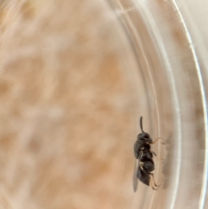 Chalcididae (family) at Murrumbateman, NSW - 18 Feb 2021 10:36 AM