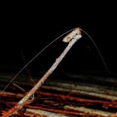 Gryllacrididae sp. (family) (Wood, Raspy or Leaf Rolling Cricket) at Lions Youth Haven - Westwood Farm A.C.T. - 17 Feb 2021 by HelenCross