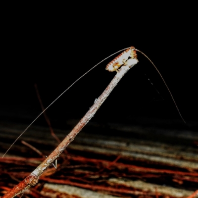 Gryllacrididae sp. (family) (Wood, Raspy or Leaf Rolling Cricket) at Kambah, ACT - 17 Feb 2021 by HelenCross