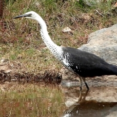Ardea pacifica (White-necked Heron) at Crooked Corner, NSW - 18 Feb 2021 by Milly
