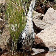 Ardea pacifica at Crooked Corner, NSW - 18 Feb 2021 12:37 PM