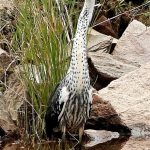 Ardea pacifica at Crooked Corner, NSW - 18 Feb 2021 12:37 PM