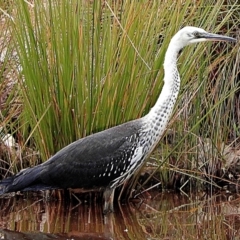 Ardea pacifica at Crooked Corner, NSW - 18 Feb 2021 12:37 PM