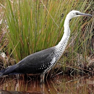 Ardea pacifica at Crooked Corner, NSW - 18 Feb 2021 12:37 PM