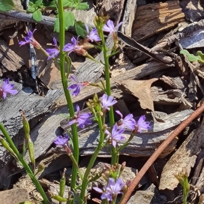 Scaevola sp. (Fan Flower) at Molonglo Valley, ACT - 4 Mar 2021 by galah681