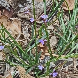 Scaevola sp. at Molonglo Valley, ACT - 4 Mar 2021