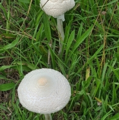 Macrolepiota dolichaula (Macrolepiota dolichaula) at Sth Tablelands Ecosystem Park - 17 Feb 2021 by galah681