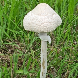 Macrolepiota dolichaula at National Arboretum Woodland - 18 Feb 2021 10:51 AM