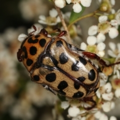 Neorrhina punctata at Dunlop, ACT - 17 Feb 2021