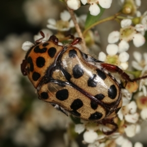 Neorrhina punctata at Dunlop, ACT - 17 Feb 2021