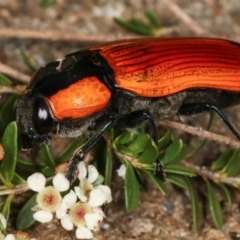 Temognatha thoracica at Dunlop, ACT - 17 Feb 2021 02:58 PM