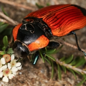 Temognatha thoracica at Dunlop, ACT - 17 Feb 2021 02:58 PM