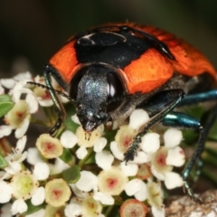 Temognatha thoracica at Dunlop, ACT - 17 Feb 2021