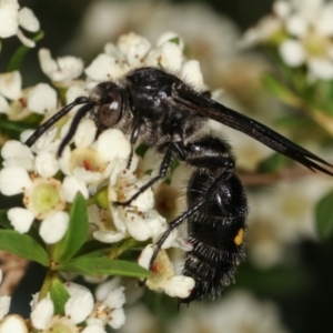 Laeviscolia frontalis at Dunlop, ACT - 17 Feb 2021