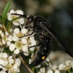 Laeviscolia frontalis at Dunlop, ACT - 17 Feb 2021