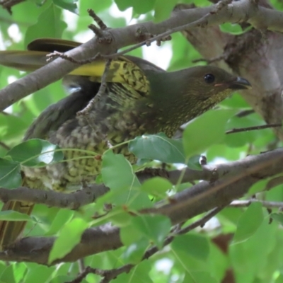 Ptilonorhynchus violaceus (Satin Bowerbird) at Cotter Reserve - 17 Feb 2021 by RodDeb