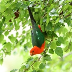 Alisterus scapularis (Australian King-Parrot) at Cotter Reserve - 17 Feb 2021 by RodDeb