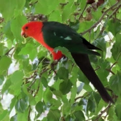 Alisterus scapularis at Paddys River, ACT - 17 Feb 2021