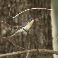 Myiagra rubecula (Leaden Flycatcher) at Cotter Reserve - 17 Feb 2021 by RodDeb