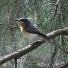 Myiagra rubecula at Uriarra Village, ACT - 17 Feb 2021