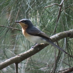 Myiagra rubecula at Uriarra Village, ACT - 17 Feb 2021