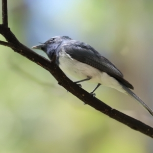 Myiagra rubecula at Uriarra Village, ACT - 17 Feb 2021