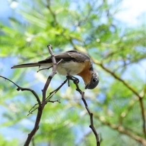 Myiagra rubecula at Uriarra Village, ACT - 17 Feb 2021