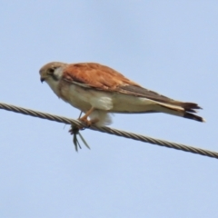 Falco cenchroides (Nankeen Kestrel) at Paddys River, ACT - 17 Feb 2021 by RodDeb