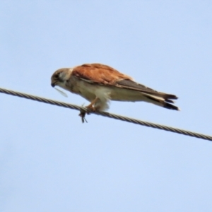 Falco cenchroides at Paddys River, ACT - 17 Feb 2021