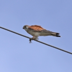 Falco cenchroides at Paddys River, ACT - 17 Feb 2021 03:10 PM