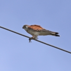 Falco cenchroides at Paddys River, ACT - 17 Feb 2021