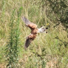 Falco cenchroides at Paddys River, ACT - 17 Feb 2021 03:10 PM