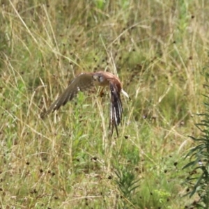 Falco cenchroides at Paddys River, ACT - 17 Feb 2021 03:10 PM