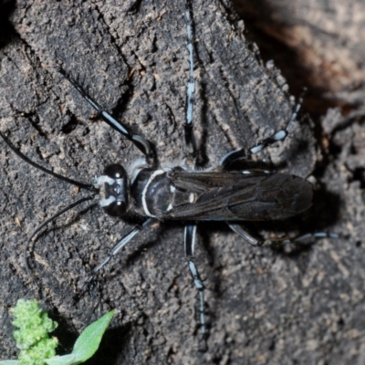 Turneromyia sp. (genus) (Zebra spider wasp) at QPRC LGA - 15 Feb 2021 by Harrisi