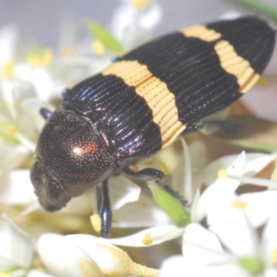 Castiarina vicina (Vicina jewel beetle) at QPRC LGA - 15 Feb 2021 by Harrisi