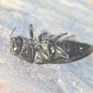 Castiarina vicina at Larbert, NSW - 15 Feb 2021