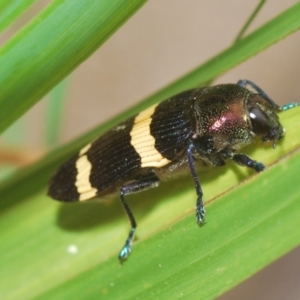 Castiarina vicina at Larbert, NSW - 15 Feb 2021