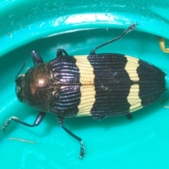 Castiarina vicina at Larbert, NSW - 15 Feb 2021