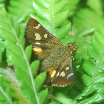 Dispar compacta (Barred Skipper) at Northangera, NSW - 15 Feb 2021 by Harrisi