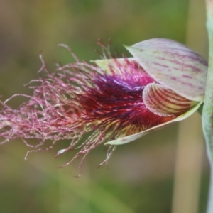 Calochilus therophilus at Northangera, NSW - 15 Feb 2021