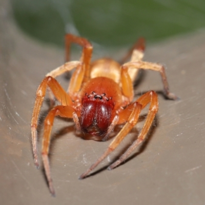 Clubiona sp. (genus) (Unidentified Stout Sac Spider) at Acton, ACT - 14 Feb 2021 by TimL