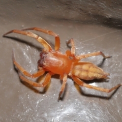 Clubiona sp. (genus) at Acton, ACT - 14 Feb 2021