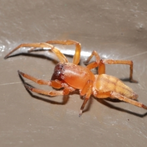 Clubiona sp. (genus) at Acton, ACT - 14 Feb 2021